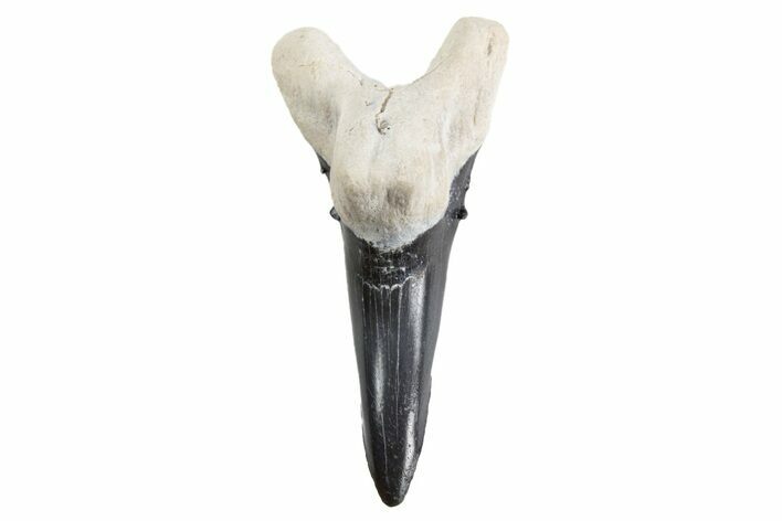 Bone Valley Shark Tooth (Hemipristis) - Lower Tooth #299465